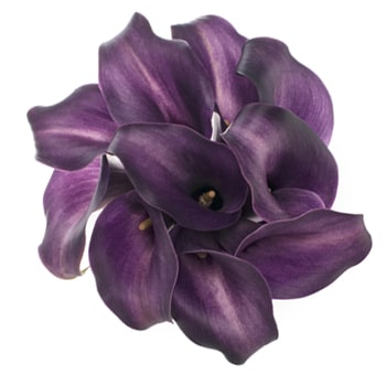Long Calla Lily Purple Star
