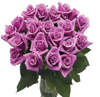 Long stem lavender roses radiating grandeur and elegance, perfect for romantic gestures and special events.