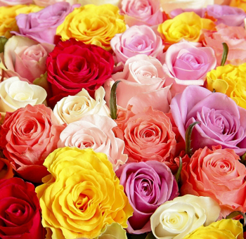 Assorted Long Stem Roses – Super Premium