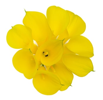 Yellow Calla Lily Serrada Long