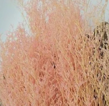 Love Grass - Pink Preserved