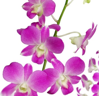 Dendrobium Orchid Magenta - Next Day Delivery