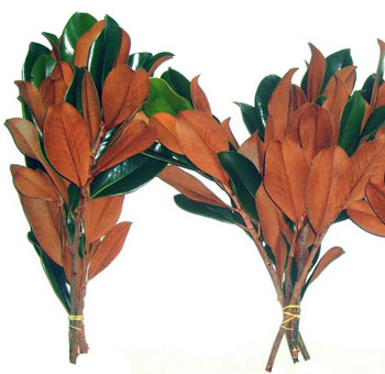 Magnolia Leaf Filler Tips