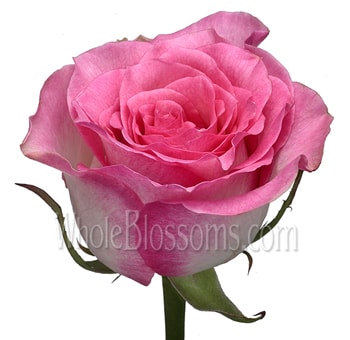 Pink Organic Roses for Valentine's Day
