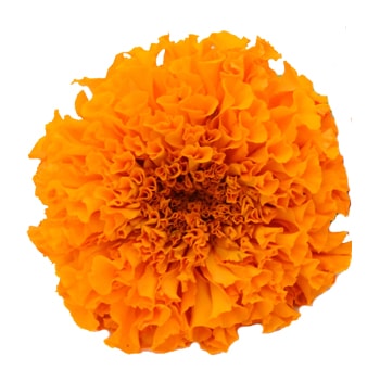 Vibrant display of fresh-cut orange marigold flowers, epitomizing warmth, passion, and creativity.