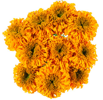 Golden Marigolds with rich hues of gold and orange, symbolizing passion, in a vibrant bouquet.