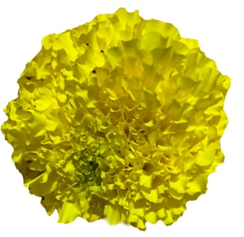 Marigold Yellow Flowers