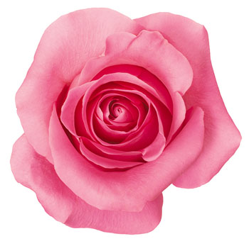 Garden Rose Medium Dark Pink - Martina Pink