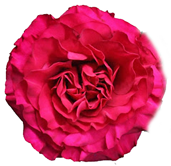 Mayra's Hot Pink Garden Roses