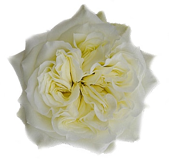 Mayra White Garden Roses