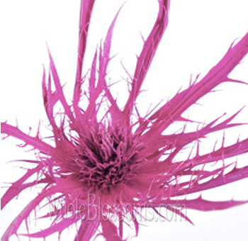 Thistle Eryngium Tinted Medium Pink Flower