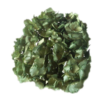 Metallic Green Fresh Hydrangea Flowers