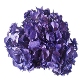 Metallic Purple Airbrushed Hydrangea
