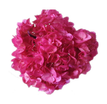 Metallic Hot Pink Beauty Hydrangea