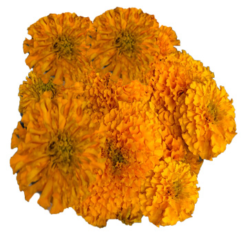 A vibrant bouquet of fresh Mexican Marigold flowers in golden and deep orange hues symbolizing passion.