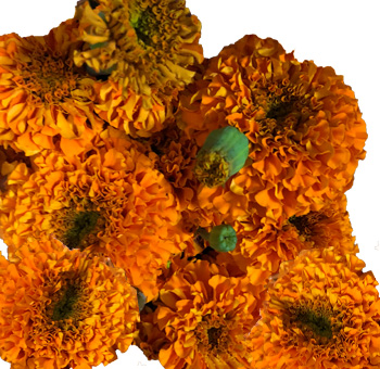 Close-up of fresh orange marigold flowers, symbolizing warmth, passion, and creativity in bloom.