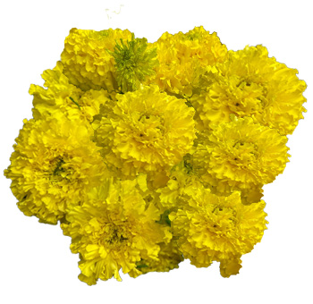 Vibrant Mexican Marigold Yellow flowers, their golden hues symbolizing warmth, celebration, and love.