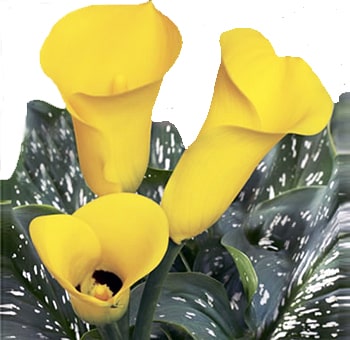 Mini Calla Lily Yellow Flowers