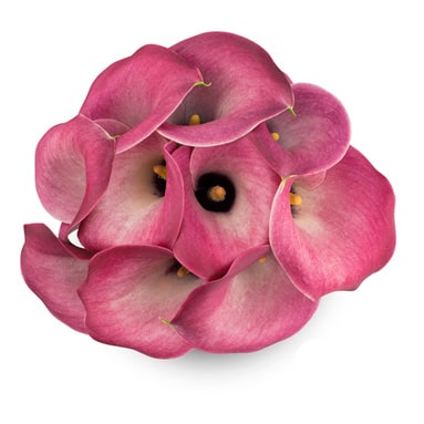Mini Calla Lily - Dark Pink