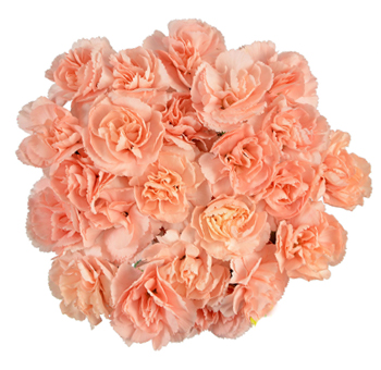 BUlk Carnations