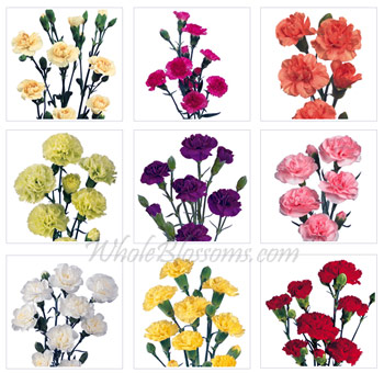 Assorted Mini Carnations for Valentine's Day