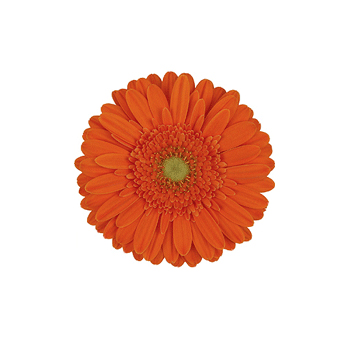 Orange Gerbera Daisy Mini