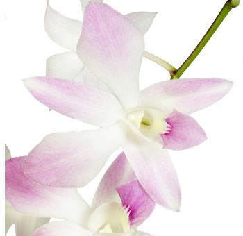 White Dendrobium Orchids Bicolor