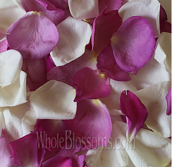 Mix White and Dark Pink Rose Petals