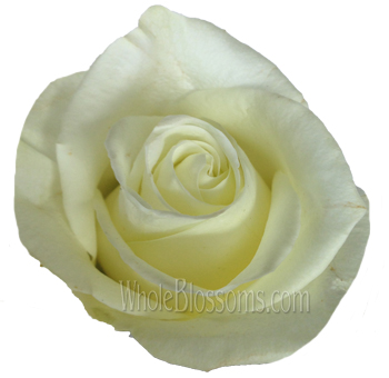 Mondial White Organic Roses