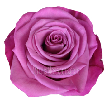 Moody Blues Lavender Purple Rose