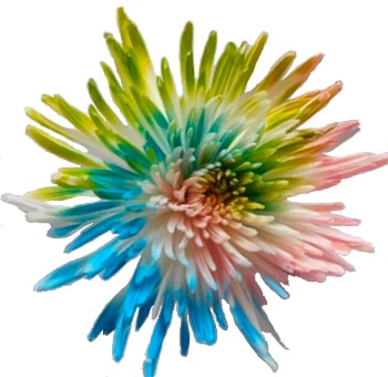 Spider Mums Multicolor Pink Blue Green