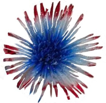 Spider Mums White Red Blue with Silver Glitter