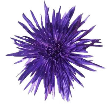 Mums Metallic Glitter Anastasia Purple Flowers