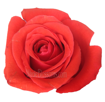 Nina Orangey Red Roses