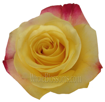 3D Novelty Bicolor Rose