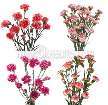 Bicolor Assorted Mini Carnations for Valentine's Day