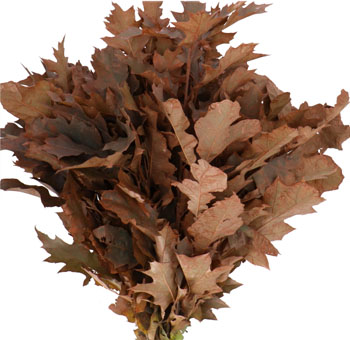 Brown Oak Leaf