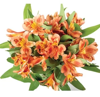 Bulk fresh-cut orange alstroemeria, a symbol of friendship and wealth in a bridal bouquet.