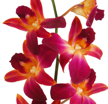 Magenta Dendrobium Orchids Bicolor