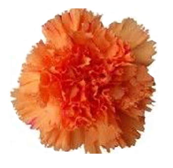 Orange Tinted Carnations for Valentine's Day
