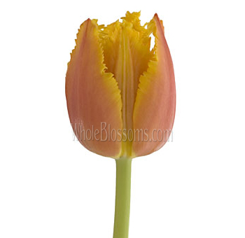 Fringed Orange Tulips