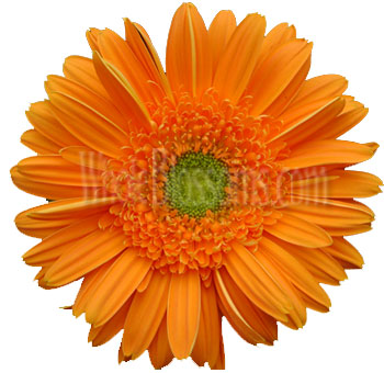 Orange Gerbera Flowers