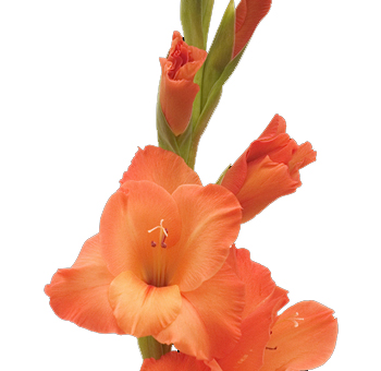 Orange Gladiolus Flower