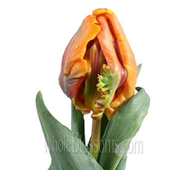 Irene Orange Parrot Tulips