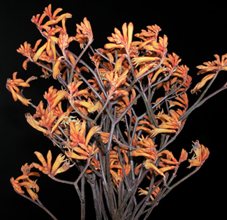 Kangaroo Paw Anigozanthos Orange Tinted Flower