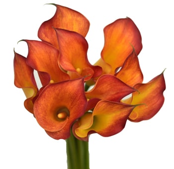 Calla Lily Orange Flower Bouquets