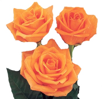 Orange Roses for Valentine's Day
