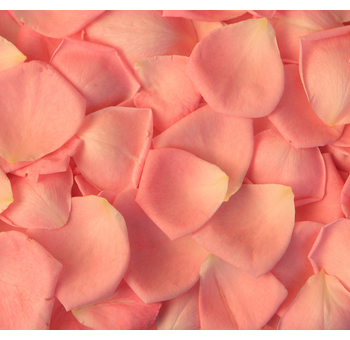 Orange Salmon Rose Petals for Valentine's Day