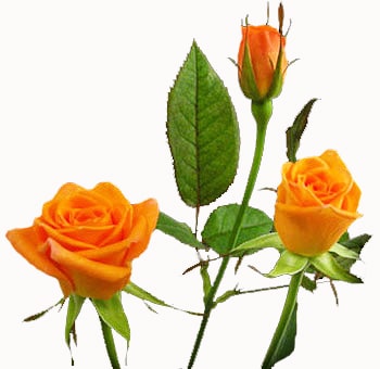 Orange Sweetheart Roses