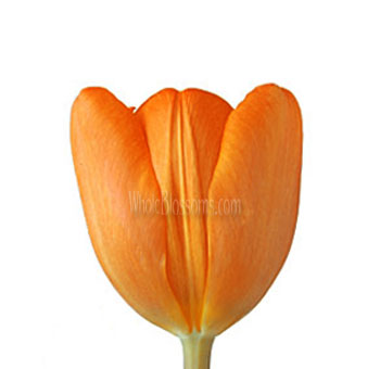 Dutch Orange Tulip Flower